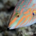 wrasse_checkerboard_sjc_si_h_0279_egy1923.jpg